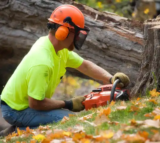 tree services Walbridge